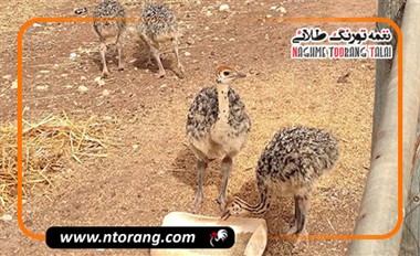 تغذیه صحیح شترمرغ های جوان جهت رشد بهینه و تقویت استخوان بندی